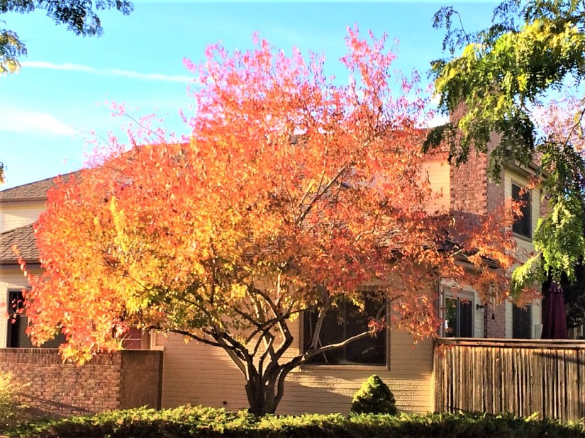 a tree with orange leaves against the background of a house.