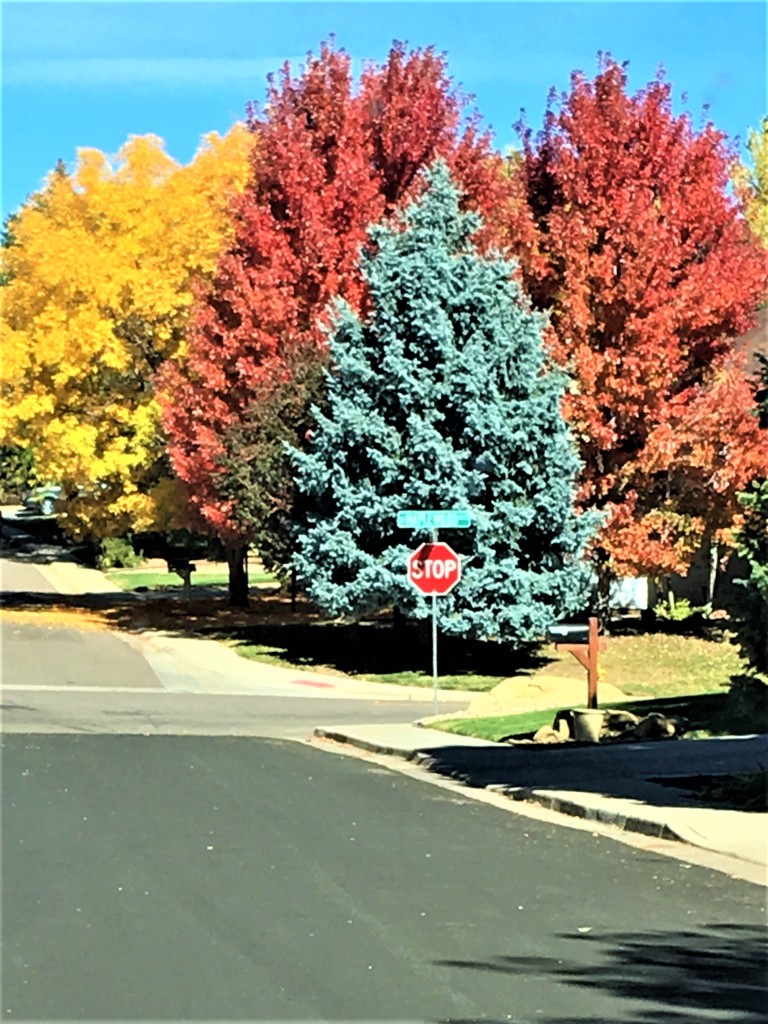 Trees in different stages of changing color in Denver, orange, yellow and green