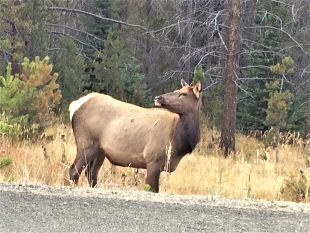 a moose on the roadside in the Rockies.